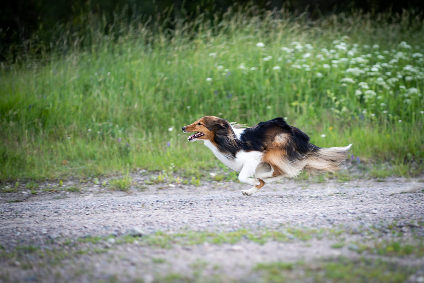 Copyright Marleena Lehtonen